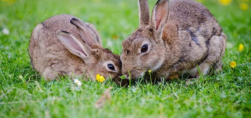 Il coniglio: morbido, dolce e delicato