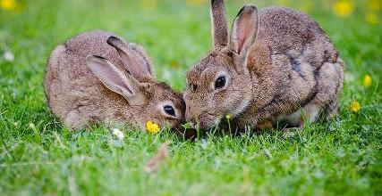Il coniglio: morbido, dolce e delicato